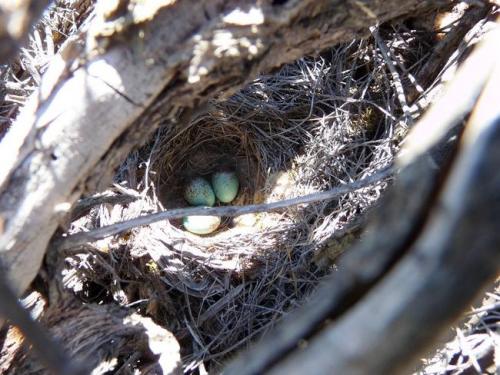 A wild canary nest amongst a dry bush on the rocks. (Author: Pierre Joubert)