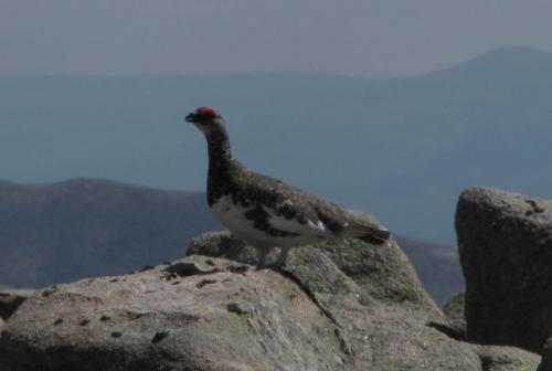 Not the ’Famous Grouse’ - this is the infamous ptarmigan! Brown in summer and white in winter, this fine fellow appears to be in full breeding plumage. I think that’s why he was standing his ground - you don’t normally get this close to them, even with a zoom lens. (Author: Mike Wood)