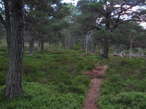 The footpath weaves through a carpet of bilberry (blueberry) and heather between the Caledonian Pines. A remnant of the ancient forest which once was far more extensive than it is today. (Author: Mike Wood)