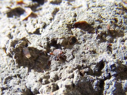 Biotita<br />Costa de Los Llanos de Aridane, Valle de Aridane, La Palma, Provincia de Santa Cruz de Tenerife, Canarias, España<br />3 a 4mm<br /> (Autor: canada)