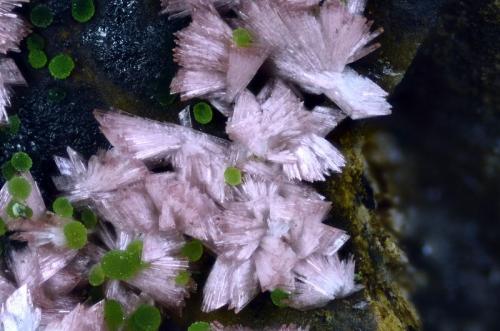 Eritrina y conicalcita
Concesión La Cena del Depósito, Minas de Cerro Minado, Cuesta Alta, Huércal-Overa, Almería, Andalucía, España.
Campo de visión 4 mm. (Autor: Juan Miguel)