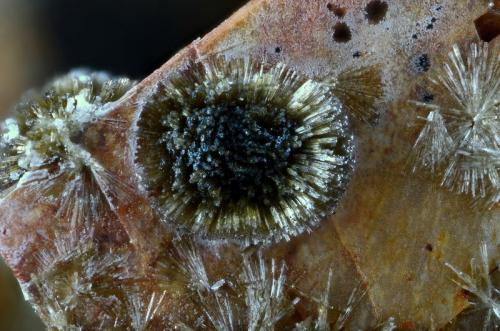 Olivenita (variedad Olivenita cobaltífera)
Concesión La Cena del Depósito, Minas de Cerro Minado, Cuesta Alta, Huércal-Overa, Almería, Andalucía, España.
Campo de visión 3 mm. (Autor: Juan Miguel)