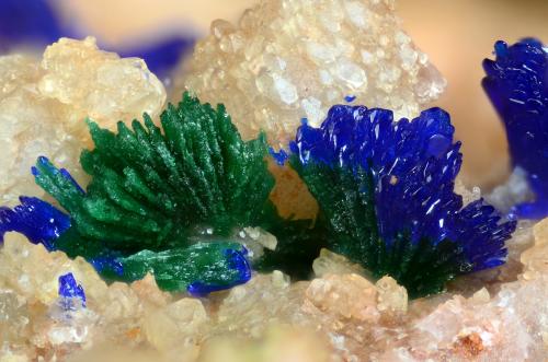 Azurita y Malaquita pseudomórfica de azurita.
Cerro Miranda, Fondón, Sierra de Gádor, Almería, Andalucía, España.
Campo de visión 4 mm. (Autor: Juan Miguel)