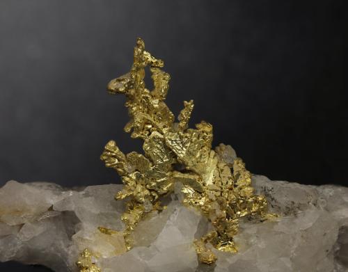 Oro
Eagle’s Nest. Michifan Bluff. Placer Co. California. USA
Encuadre 27,6mm. 
0,66x. Carril de enfoque MacroRail. Canon EOS 600D. Luces Ikea 
Fotografía: Oscar Fernández Arcís, Mineral: Manuel de Torres (Autor: Oscar Fernandez)