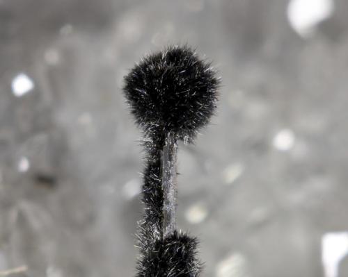 Pyrolusite (not analyzed) in quartz geode
Rio Grande do Sul, Brazil
From FOV 17,78mm
Zoom of the last mineral
1,9x. Focus rail MacroRail. Canon EOS 600D. Ikea lights
Photo: Oscar Fernández Arcís, Mineral: Manuel de Torres (Author: ofarcis)