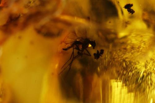 Amber
Gdansk. Baltic sea. Poland
FOV 11,78mm
1,9x. Focus rail MacroRail. Canon EOS 600D. Ikea lights
Photo: Oscar Fernández Arcís, Mineral: Manuel de Torres (Author: ofarcis)