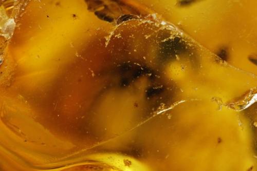 Amber
Gdansk. Baltic sea. Poland
FOV 11,78mm
Surface. 1,9x. Focus rail MacroRail. Canon EOS 600D. Ikea lights
Photo: Oscar Fernández Arcís, Mineral: Manuel de Torres (Author: ofarcis)