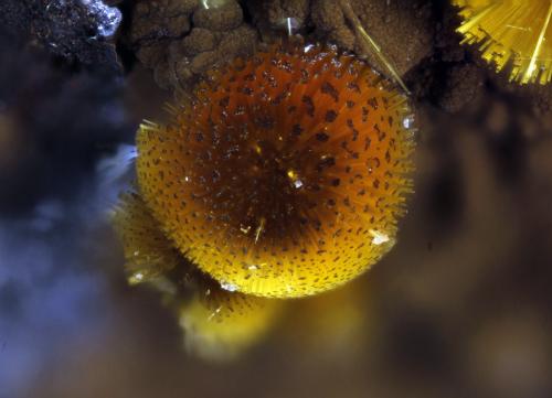 Cacoxenita
La Paloma, Zarza la Mayor, Cáceres, Extremadura, España
Esfera de 1,05mm
10x. Focus rail MacroRail. Canon EOS 600D. Luces Ikea 
Mineral y fotografía: Oscar Fernández Arcís (Autor: Oscar Fernandez)