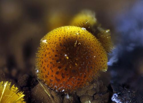 Cacoxenita
La Paloma, Zarza la Mayor, Cáceres, Extremadura, España
Esfera de 1,05mm
10x. Focus rail MacroRail. Canon EOS 600D. Luces Ikea
Mineral y fotografía: Oscar Fernández Arcís (Autor: Josele)