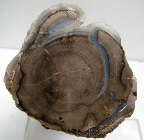Quartz variety chalcedony and petrified wood
Blue Forest, Eden Valley, Sweetwater Co., Wyoming, EEUU.
10 x 4 x 4,5 cm.
Photo & specimen: Jose Luis Zamora (Author: Jordi Fabre)