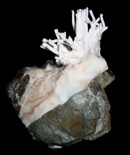 Aragonite var. flos ferri
Merkur mine, Bad Ems, Taunus, Rhineland-Palatinate, Germany
7,5 x 6,5 cm (Author: Andreas Gerstenberg)