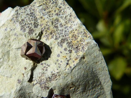 Cantera Maibolte, Dörentrup, Lemgo, Lippe, Alemania
Cristal: 5 mm
Macla en cruz de hierro (Autor: nerofis2)