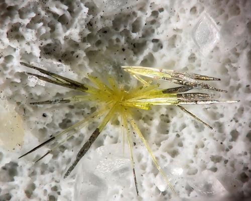 Jamborite/Millerite
La Gallega Mine, Ojén, Málaga, Andalusia, Spain
fov 2 mm
mined in 2013 (Author: Rewitzer Christian)