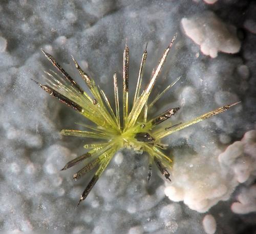 Jamborite/Millerite
La Gallega Mine, Ojén, Málaga, Andalusia, Spain
fov 1.5 mm
mined in 2013 (Author: Rewitzer Christian)