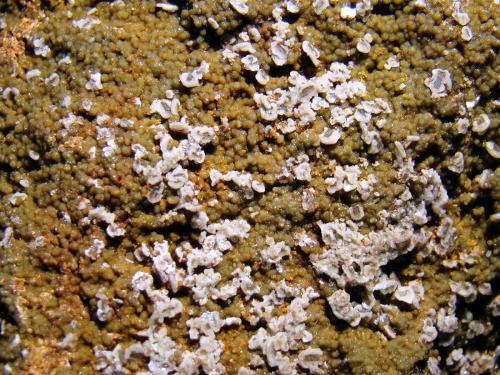 Barita y Siderita
Cantera Suñer, La Cañada de Verich, Teruel, Aragón, España.
20x20x13 cm
Detalle de los cristales zonados de la pieza anterior.
Muestra recogida en Septiembre del 2013. (Autor: D.N.S.Borràs)