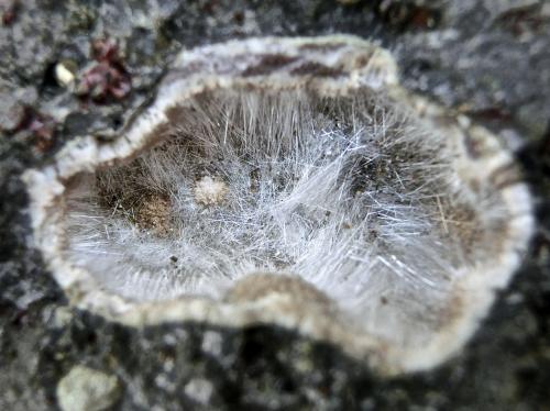 Natrolita (subgrupo).
Agaete, Gran Canaria, Islas Canarias, España.
Ancho de imagen 2 cm. (Autor: María Jesús M.)