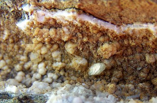 Heulandita<br />De Las Angustias ravine, El Paso, La Palma, Santa Cruz de Tenerife Province, Canary Islands, Spain<br />11cm. Detalle.<br /> (Autor: canada)