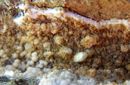 Heulandita<br />Barranco de Las Angustias, El Paso, La Palma, Provincia de Santa Cruz de Tenerife, Canarias, España<br />11cm. Detalle.<br /> (Autor: canada)