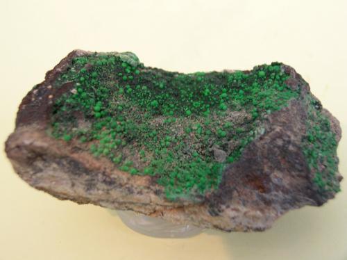 Conicalcita<br />Mina Dolores, Pastrana, Mazarrón / Águilas, Comarca Alto Guadalentín, Región de Murcia (Murcia), España<br />5,5 x 2,5 cm<br /> (Autor: Pedro Conesa)