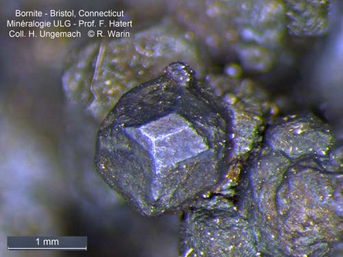 Bornite
Bristol, Connecticut USA
fine crystal (Author: Roger Warin)