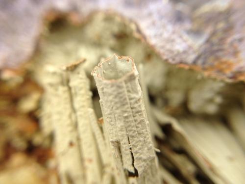 Nontronita (variedad nontronita cálcica)<br />Can Súria Quarry (Guixeres Quarry), Maçanet de la Selva, Comarca La Selva, Gerona / Girona, Catalonia / Catalunya, Spain<br />el tubo tiene unos 2 mm de ancho y 2 cm de largo<br /> (Autor: Emilio Téllez)