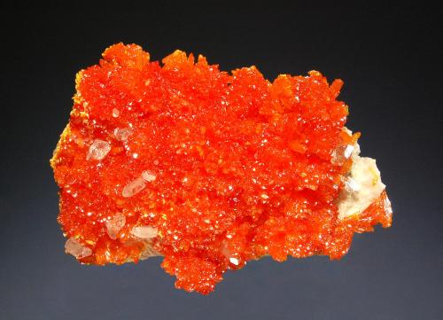 Orpiment
El’brusskiy Mine, Elbrus Mt, Kabardino-Balkarian Republic, Northern Caucasus Region, Russia
4.2 x 5.8 cm
Bright orange orpiment crystals with small colorless barite crystals. (Author: crosstimber)