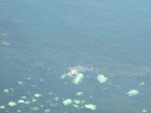 Duirinish, Isle of Skye, Scotland
Hopefully the zoom function will allow a closer look at the Basking Shark - can you see it near the edge of the rocks?
 Photo taken from the cliff-top about 180m high. Only had a 3x zoom on that camera at that time.. (Author: Mike Wood)