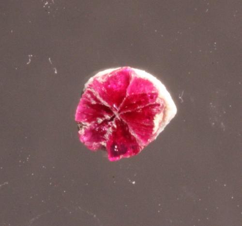 Corundum var. ruby
Mogok, Burma
4.5 x 4.5 mm
Ruby trapiche (Author: Don Lum)