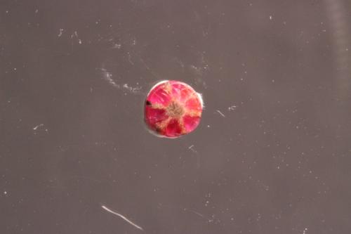 Corundum var. ruby
Mogok, Burma
3.5 x 3.5 mm
Ruby trapiche (Author: Don Lum)