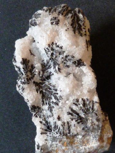 Óxidos de manganeso, dendritas sobre calcita
Marruecos
7 x 3,5 x 3 cm. (Autor: Felipe Abolafia)