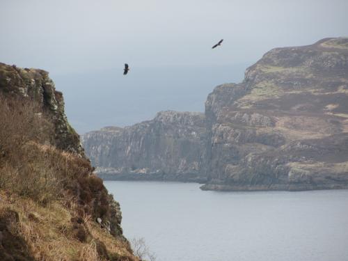 Loch Diubaig, near Greshornish, Isle of Skye, Scotland
Pair of sea - eagles. Photo taken April 2014; M.Wood. (Author: Mike Wood)