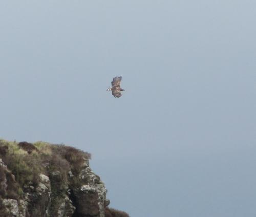 Loch Diubaig, near Greshornish, Isle of Skye, Scotland
One of a pair of sea - eagles.
M.Wood April 2014. (Author: Mike Wood)