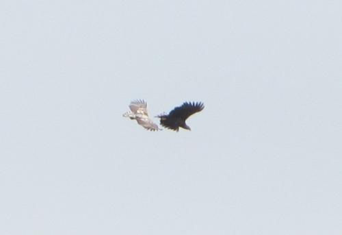 Loch Diubaig, near Greshornish, Isle of Skye, Scotland
Pair of sea - eagles playing ’Yin and Yang’ perhaps?    ;-)
M.Wood April 2014. (Author: Mike Wood)