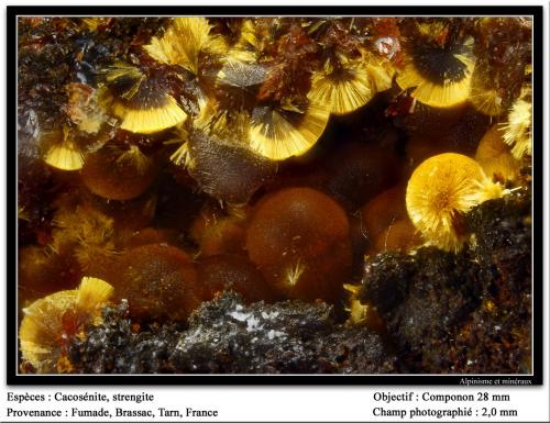 Cacoxenite, strengite
Fumade, Castelnau-de-Brassac, Tarn, Midi-Pyrénées, France
fov 2 mm (Author: ploum)