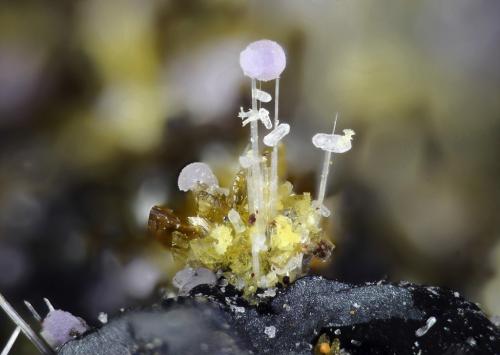 Strengita, Strunzita, Laueita
Albères massif, Pyrénées-Orientales, Languedoc-Roussillon, Francia
1 mm (Autor: pfont)