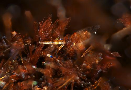 Bermanita
Albères massif, Pyrénées-Orientales, Languedoc-Roussillon, Francia
0.6mm (Autor: pfont)