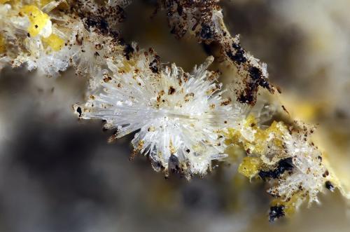 Kastningita
Albères massif, Pyrénées-Orientales, Languedoc-Roussillon, Francia
1.4mm (Autor: pfont)