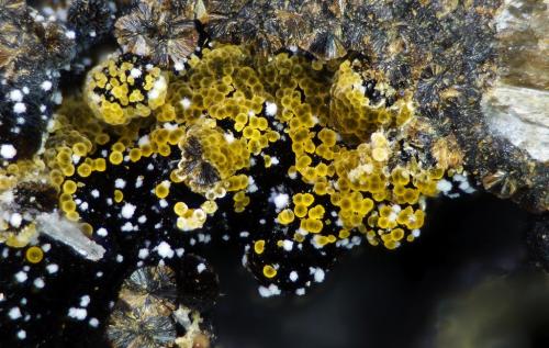 Cacoxenita, Variscita
Albères massif, Pyrénées-Orientales, Languedoc-Roussillon, Francia
3mm (Autor: pfont)