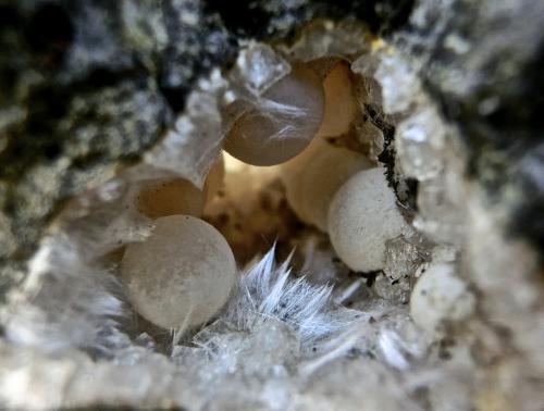 Natrolita-Mesolita y Calcita.
Montaña Blanca, Agaete, Gran Canaria, Islas Canarias, España.
Ancho de imagen 2 cm
Esferas de calcita sobre un lecho de Natrolita-Mesolita. (Autor: María Jesús M.)