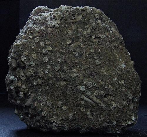 Crinoids in Fluorite,
Near Kirkby Stephen, Cumbria, England, UK.
75 x 75 mm (Author: nurbo)