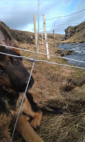 Rockhound
Hvalfjörður, Iceland
Okay, so he wasn’t actually all that much help, just followed me around, continuously walked underfoot, and complained endlessly.  ;) (Author: Rei)