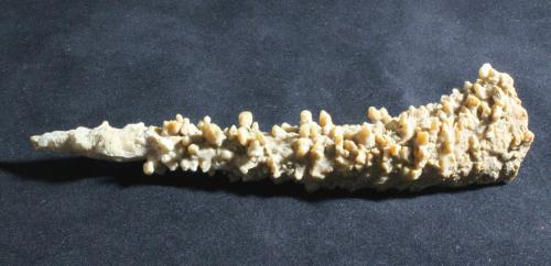 Calcite
Postojna, Notranjska Province, Slovenia
20 x 4.7 cm
"Stag-horn" Stalactite
ex Alvin Schortmann
ex Carl R. Bentley (Author: Don Lum)