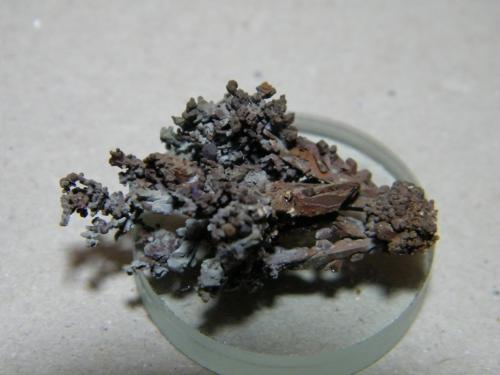Copper<br />Mina Tsumeb, Tsumeb, Región Otjikoto, Namibia<br />35x20mm<br /> (Author: Heimo Hellwig)