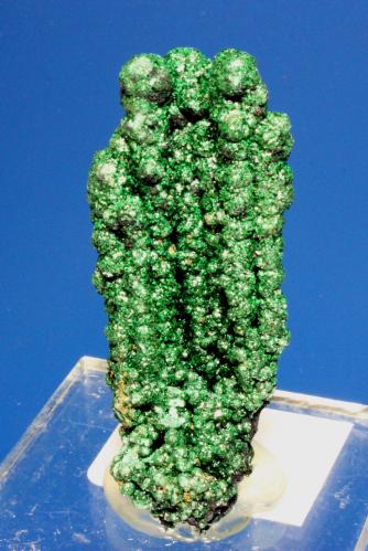 Malachite<br />Katanga Copper Crescent, Katanga (Shaba), Democratic Republic of the Congo (Zaire)<br />6 x 2.8 cm<br /> (Author: Don Lum)