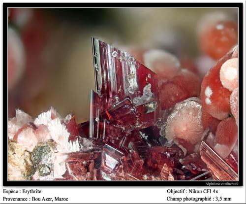 Erythrite<br />Distrito minero Bou Azzer, Región Drâa-Tafilalet, Marruecos<br />3.5 mm<br /> (Author: ploum)