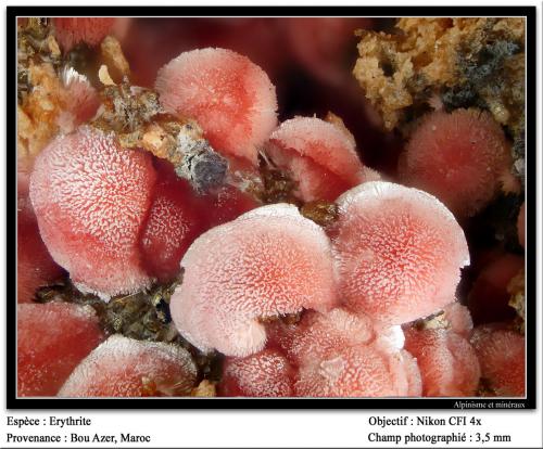 Erythrite<br />Distrito minero Bou Azzer, Región Drâa-Tafilalet, Marruecos<br />3.5 mm<br /> (Author: ploum)
