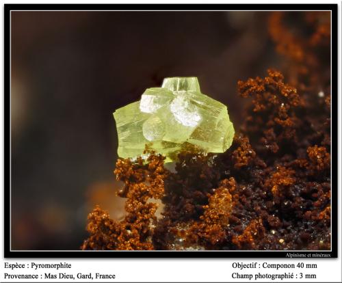 Pyrmorphite<br />Mas Dieu, Mercoirol, Alès, Gard, Occitanie, France<br />fov 3 mm<br /> (Author: ploum)