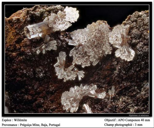 Willemite<br />Mina da Preguiça, Sobral da Adiça, Moura, Distrito Beja, Baixo Alentejo, Alentejo, Portugal<br />3.5 mm<br /> (Author: ploum)