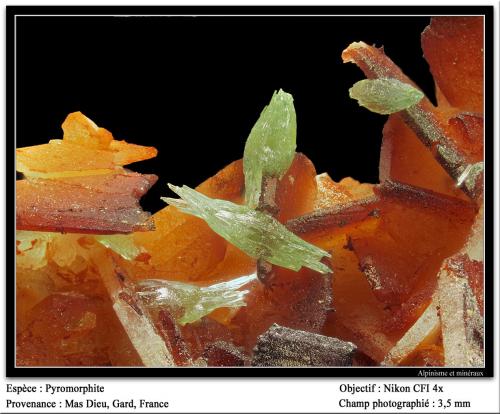 Pyromorphite<br />Mas Dieu, Mercoirol, Alès, Gard, Occitanie, Francia<br />fov 3.5 mm<br /> (Author: ploum)