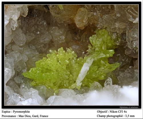 Pyromorphite<br />Mas Dieu, Mercoirol, Alès, Gard, Occitanie, France<br />fov 3.5 mm<br /> (Author: ploum)